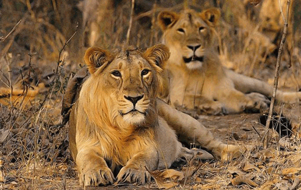 Gir National Park